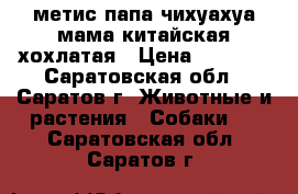 метис папа чихуахуа мама китайская хохлатая › Цена ­ 3 000 - Саратовская обл., Саратов г. Животные и растения » Собаки   . Саратовская обл.,Саратов г.